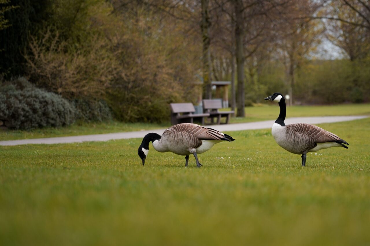 Goose Poop Removal services from Yardsweepers Inc.