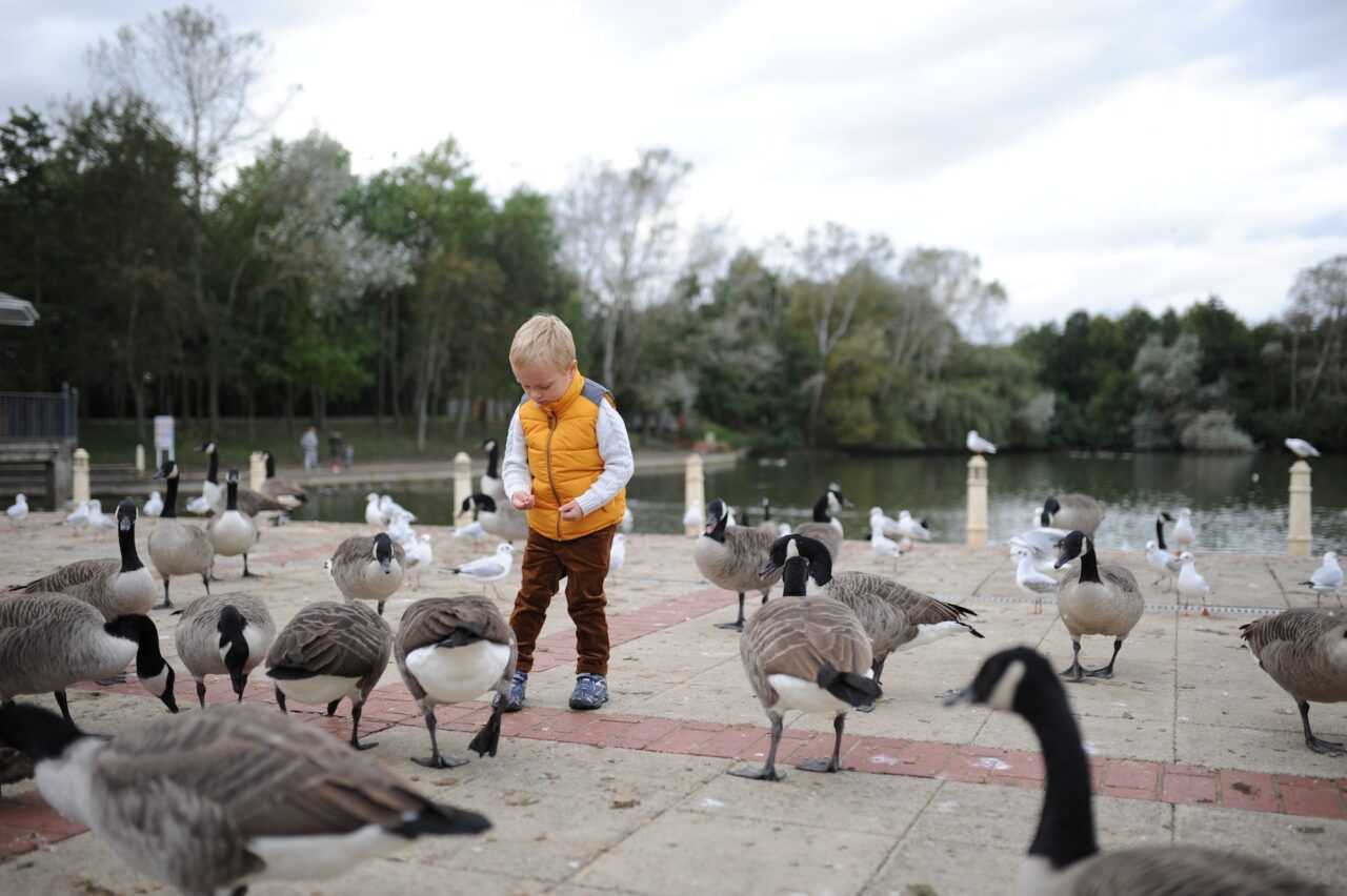 Cute little boy in yellow jacket feeds geese at the lake