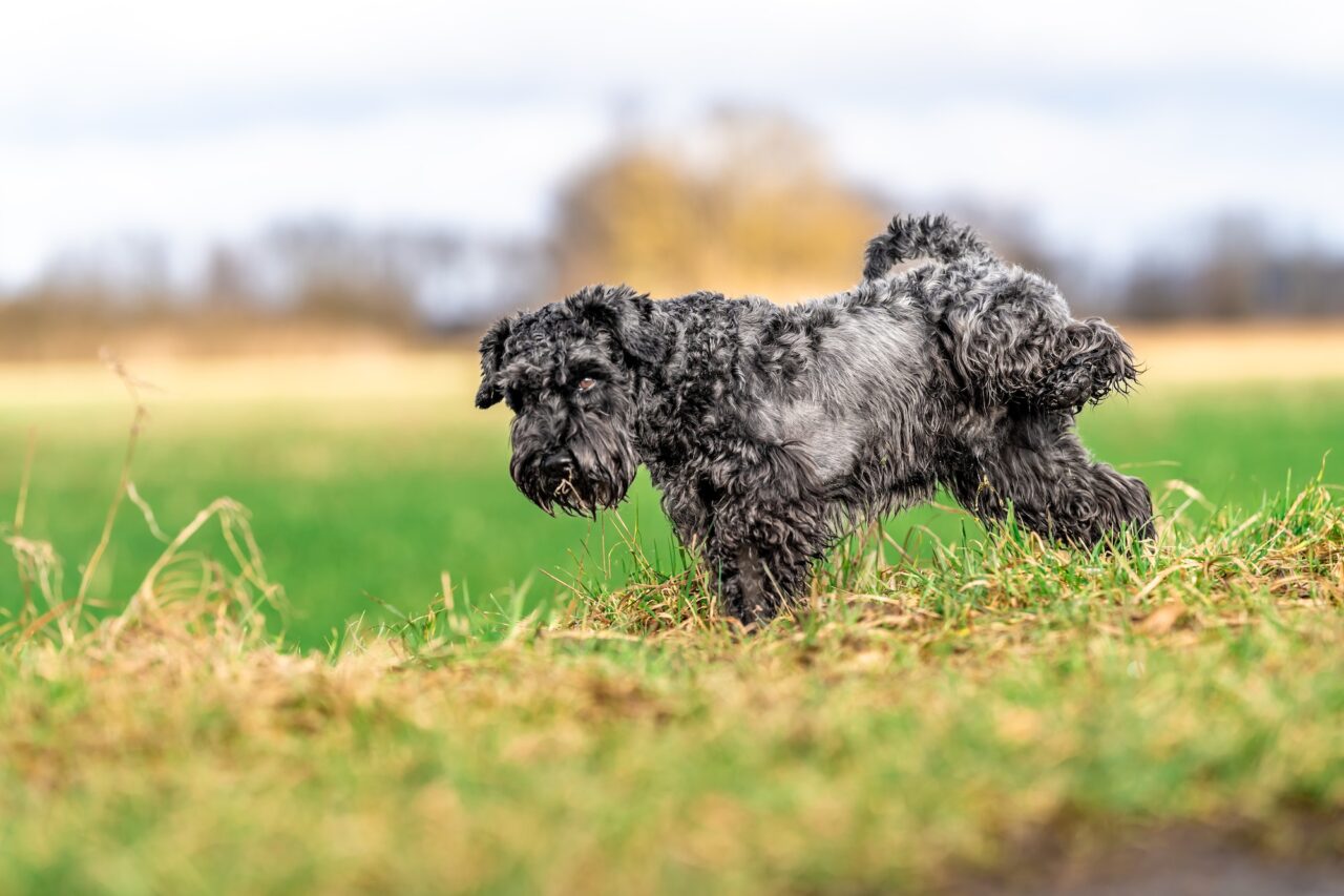 peeing dog on green grass during a walk
