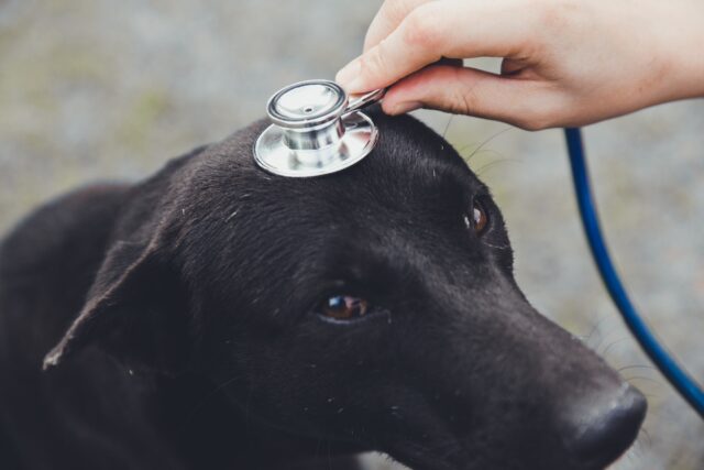 The veterinary diagnosis a black dog by using a stethoscope on the dog head. Learn about your dog's health from their dog poop