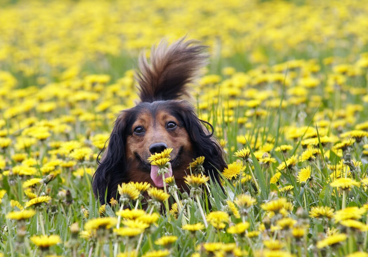 take a smell at dandelion, yard deodorizing services