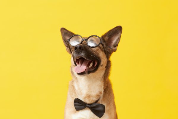 Funny dog in eyeglasses